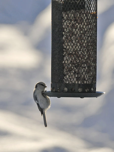 Valkopäätiainen, Azure Tit, Cyanistes cyanus